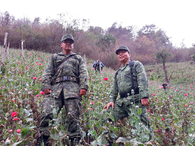 Destruye SEDENA 2 mil plantíos de amapola en Oaxaca