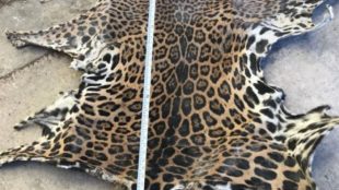 Profepa asegura en Yucatán piel de jaguar en peligro de extinción