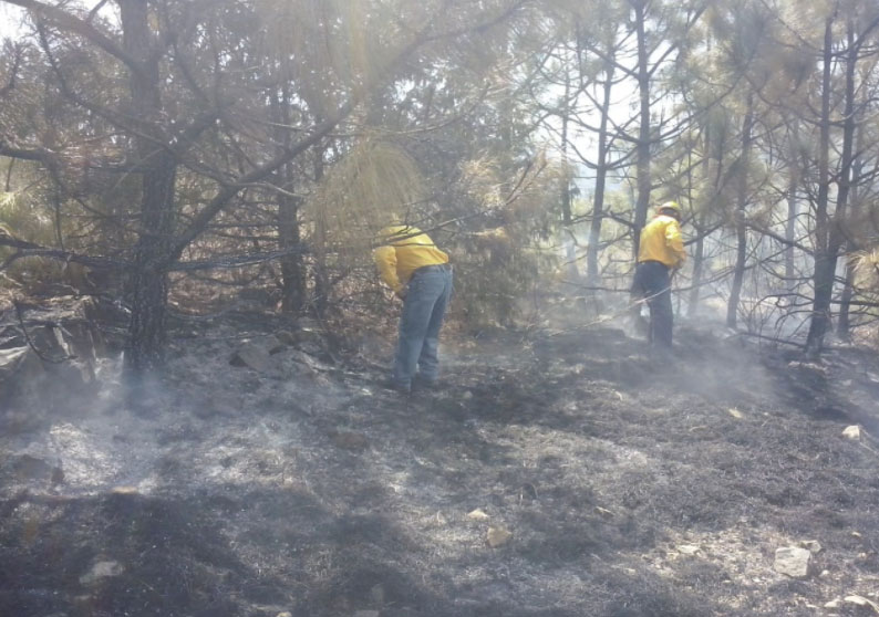 Presenta Oaxaca 53% menos superficie afectada por incendios forestales