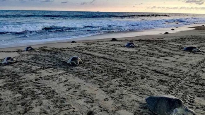 Implementan operativo de protección de tortuga marina en Playa de Escobilla, Oaxaca