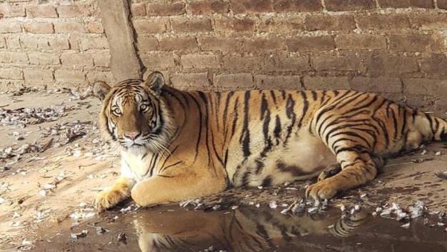En cateo, PGR asegura 3 tigres en Nayarit