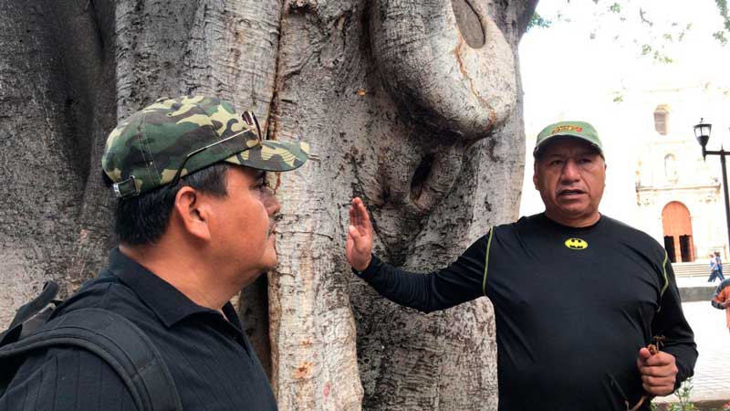 Emblemático árbol de laurel del zócalo de Oaxaca infectado por gusano barredor