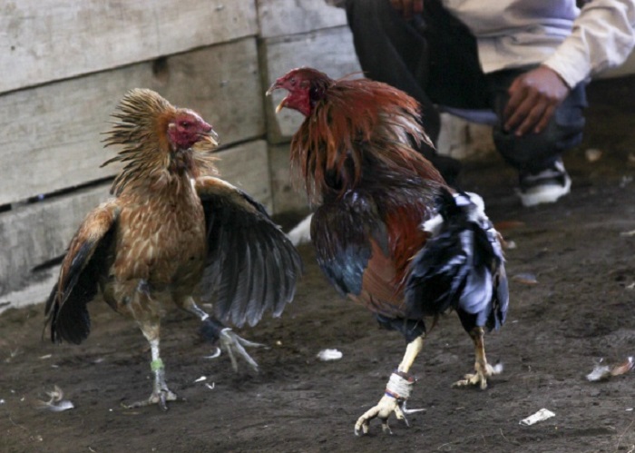 Veracruz termina con las peleas de gallos y abre la puerta a la prohibición en México