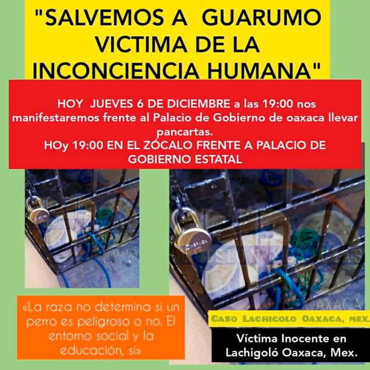 Piden Proteger vida del Perro «Guarumo» que mató a bebé en Lachigoló