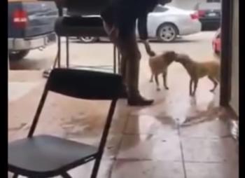 VIDEO: Hombre apuñala a perro callejero en Piedras Negras; Fiscalía de Coahuila investiga el caso