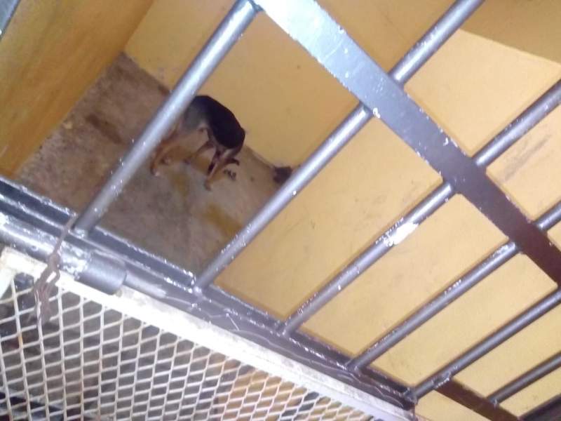 Encarcela edil de Lachigoló a un perro callejero y lo deja sin agua ni alimento