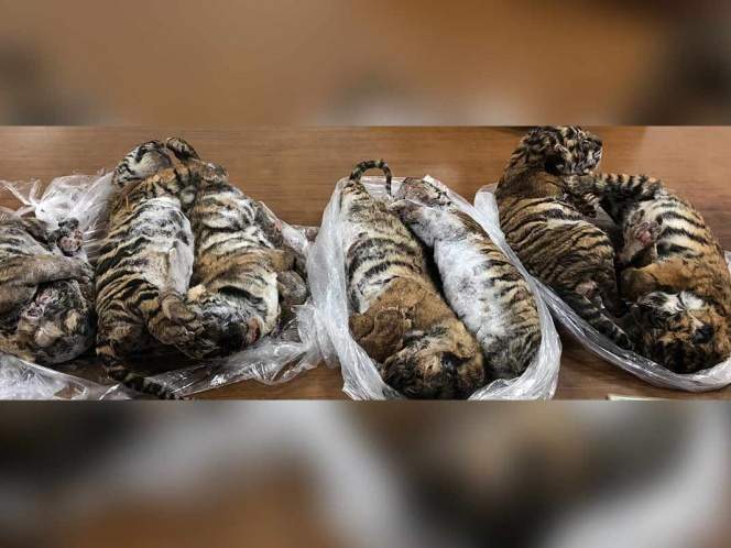Hallan 7 tigres ‘bebés’ congelados dentro de un auto