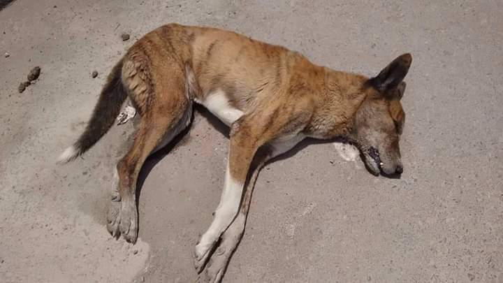 Silencio e impunidad en matanza masiva de perros en Mitla Oaxaca