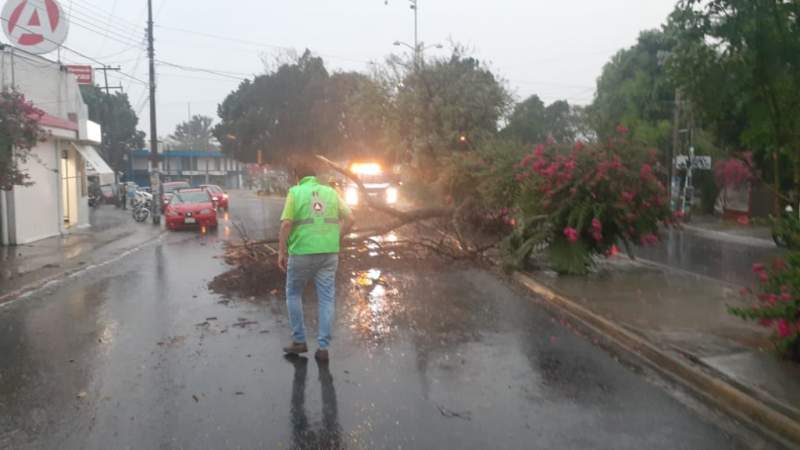 Activa CEPCO y autoridades municipales protocolos  por daños generados por lluvia y viento