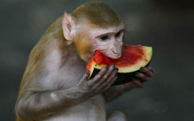 Monos macacos desarrollan ‘inmunidad natural’ al COVID-19, revela un estudio