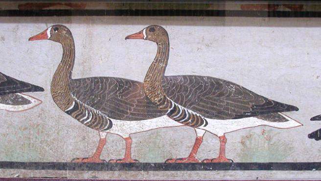Se descubre una especie extinta de ganso gracias a una antigua pintura egipcia