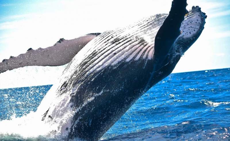 Con Inteligencia Artificial apoyarán la conservación de las ballenas