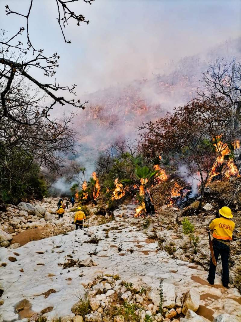 Controla Coesfo incendio en Magdalena Jaltepec