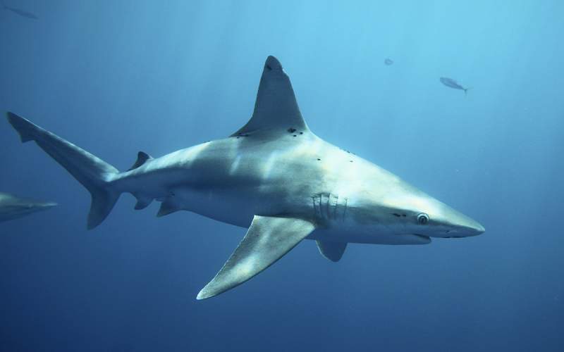 El calentamiento oceánico amenaza la reproducción de los tiburones