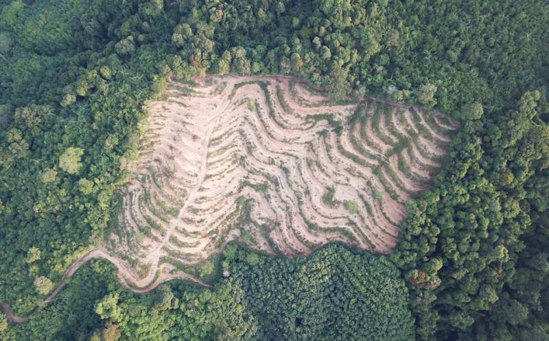 Sureste del Amazonas produce más dióxido de carbono del que absorbe, revela estudio