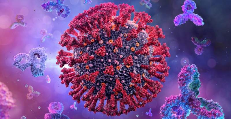 Expertos identifican proteína que permite que el coronavirus entre en las células humanas