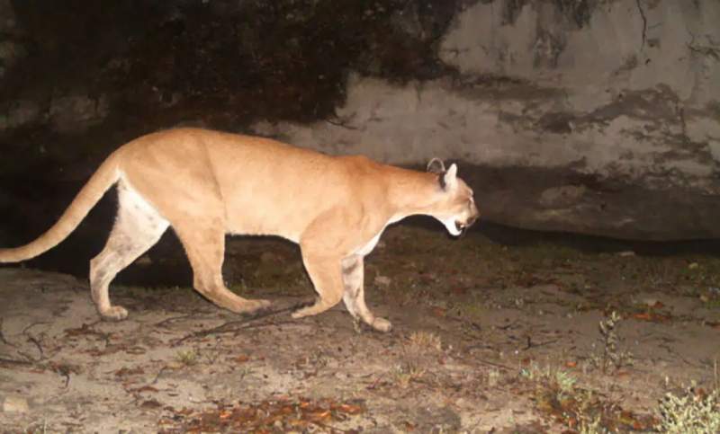 Puma mata a niño en Oaxaca
